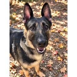 Photo of Beau, adoptable German Shepherd Dog in Wantagh, New York