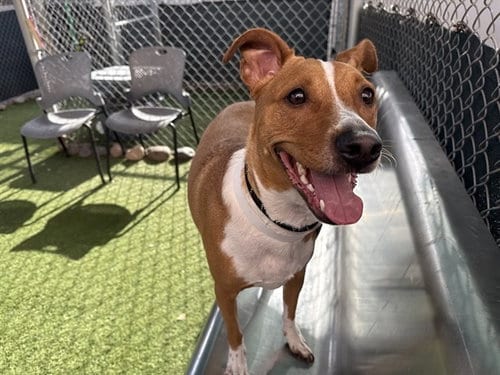 Photo of Dante, adoptable American Pit Bull Terrier in Mesa, Arizona