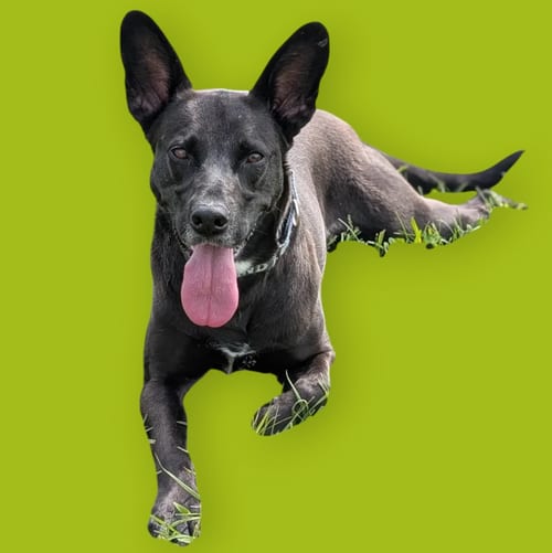 Photo of Eva, adoptable Shepherd in Rockville, Maryland