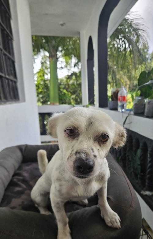 Photo of Stella, adoptable Cocker Spaniel in Virginia Beach, Virginia