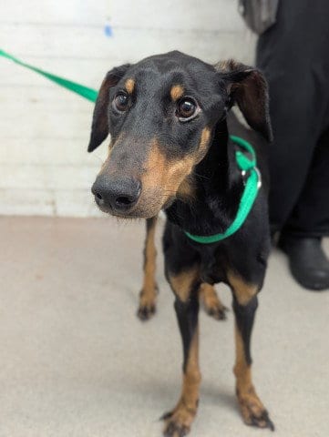 Photo of Rye, adoptable Doberman Pinscher in San Bernardino, California