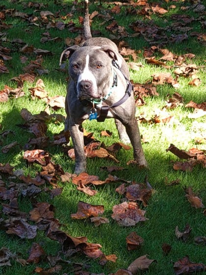 Photo of Ball Park, adoptable dog in Chamblee, Georgia