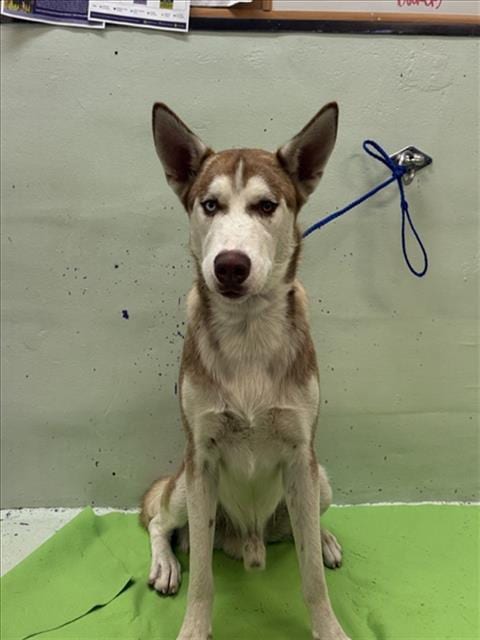 Photo of A2102069, adoptable Husky in Houston, Texas