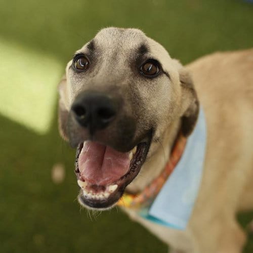 Photo of Blue, adoptable Labrador Retriever in San Antonio, Texas