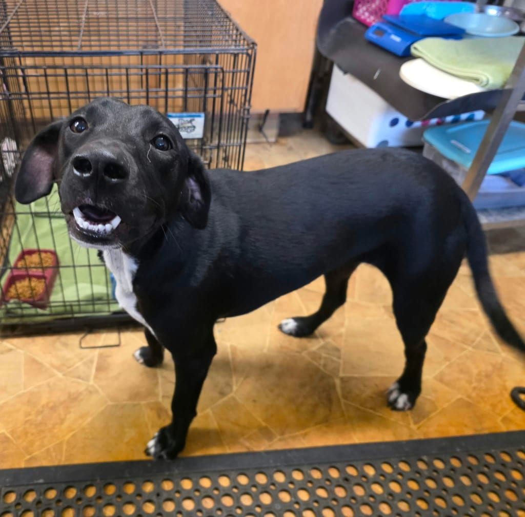 Photo of Happy, adoptable Hound in Mena, Arkansas