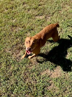 Photo of Ruttie, adoptable Labrador Retriever in Sparta, Tennessee
