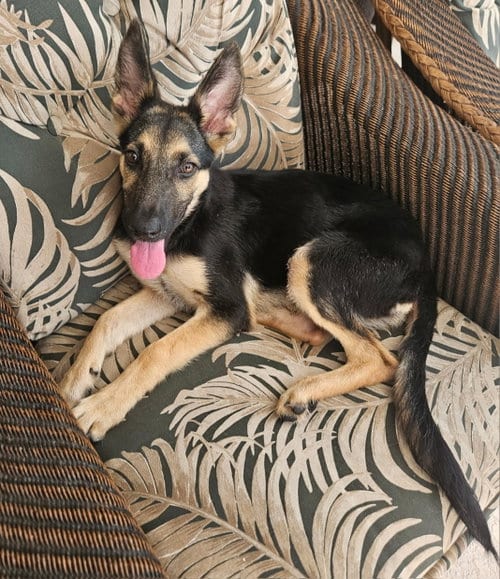 Photo of Luna, adoptable Shepherd in Sanford, Florida