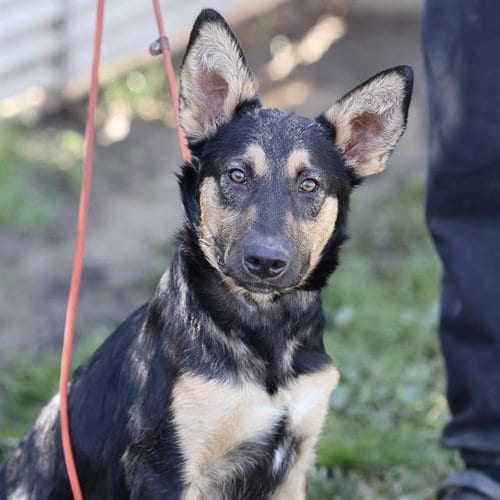 Photo of A615169, adoptable German Shepherd Dog in Modesto, California