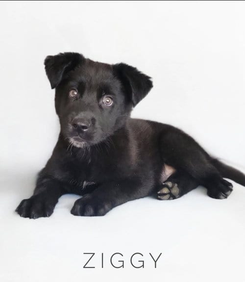 Photo of Ziggy, adoptable Labrador Retriever in Newark, Delaware