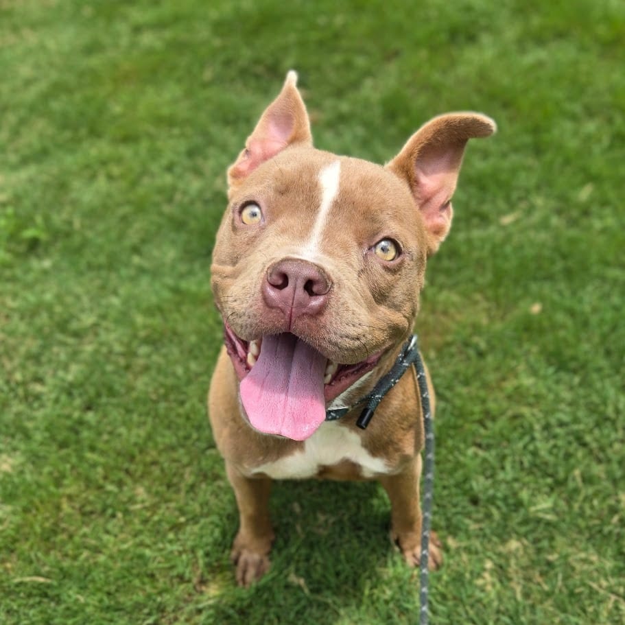 Photo of Ebony, adoptable Pit Bull Terrier in Douglasville, Georgia
