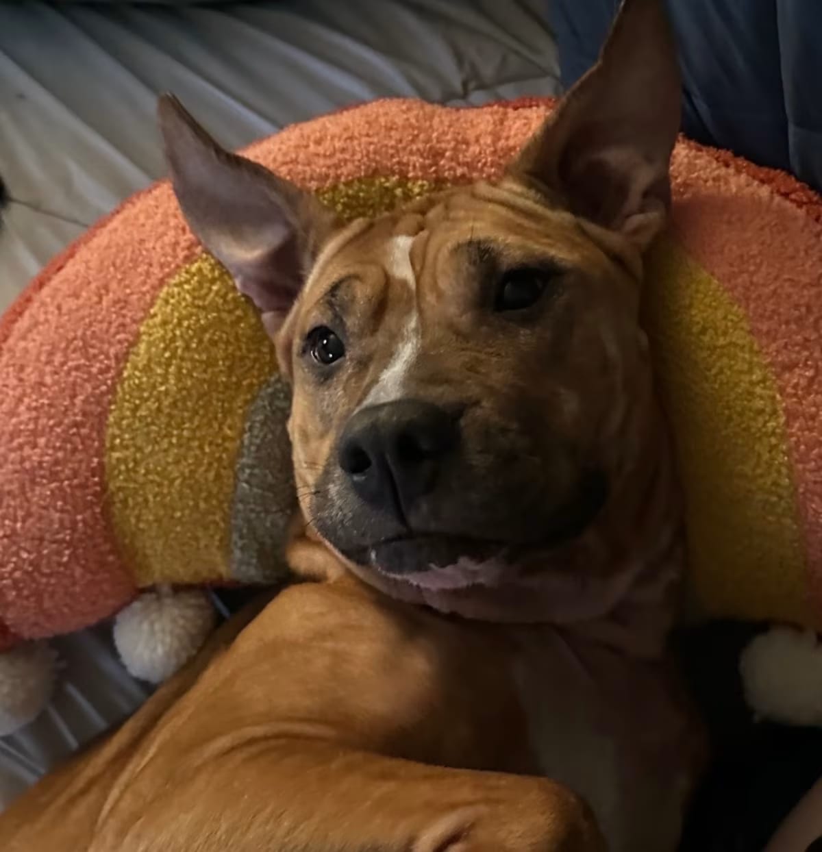 Photo of Ellie, adoptable American Pit Bull Terrier in Elk Grove, Illinois