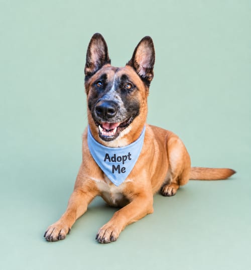 Photo of Duke G, adoptable Belgian Shepherd Malinois in Inglewood, California