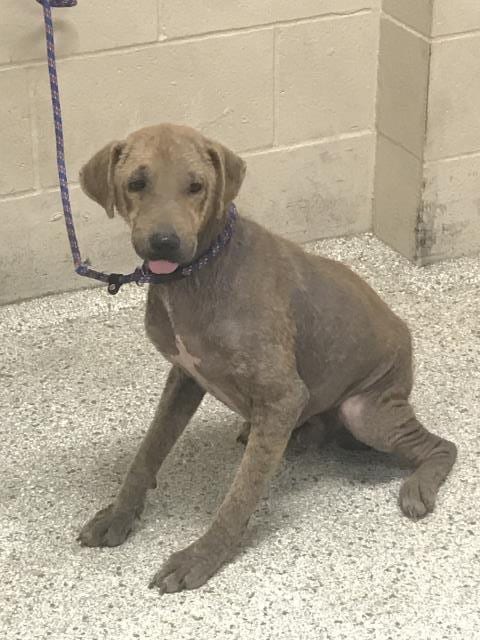 Photo of Figaro, adoptable Pit Bull Terrier in Conroe, Texas
