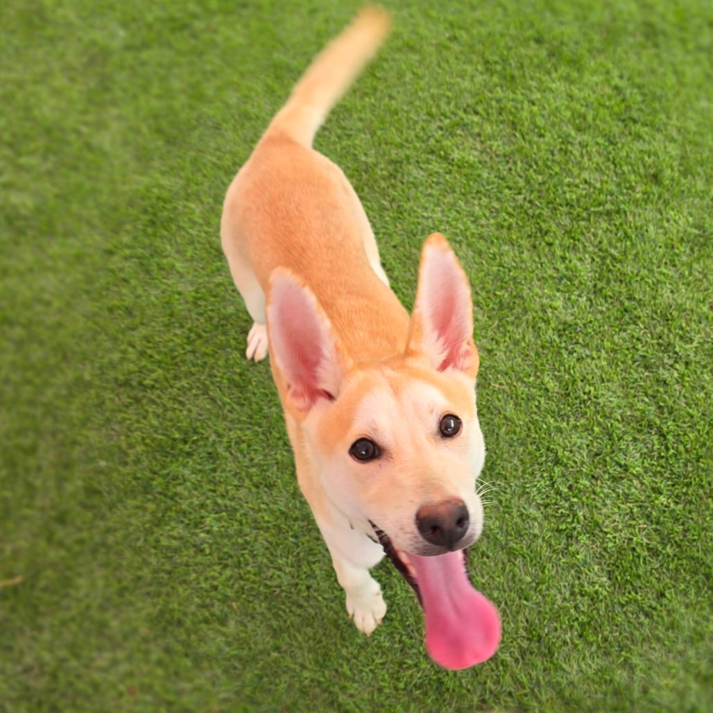 Photo of Bingo, adoptable Shepherd / Mix in San Antonio, Texas