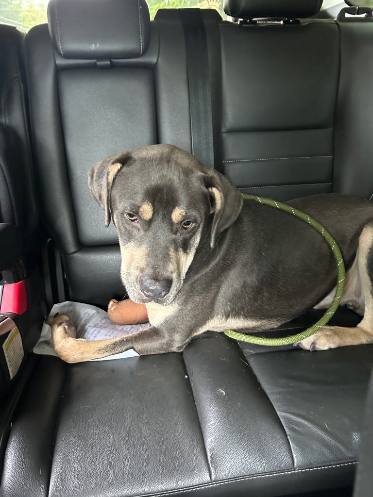 Photo of Bear, adoptable Terrier in New Cumberland, West Virginia