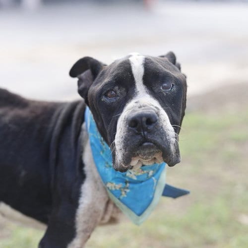 Photo of Tex, adoptable American Staffordshire Terrier in San Antonio, Texas