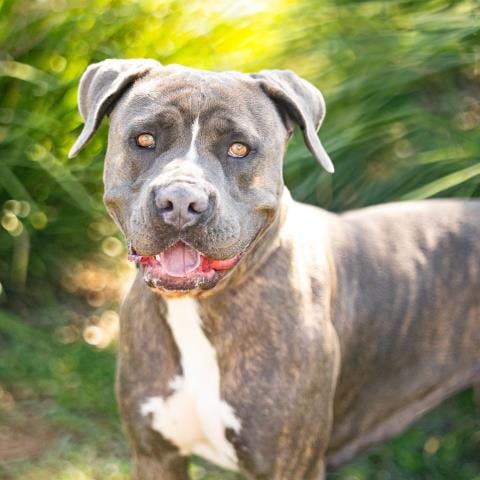 Photo of Opal, adoptable American Pit Bull Terrier in Camarillo, California