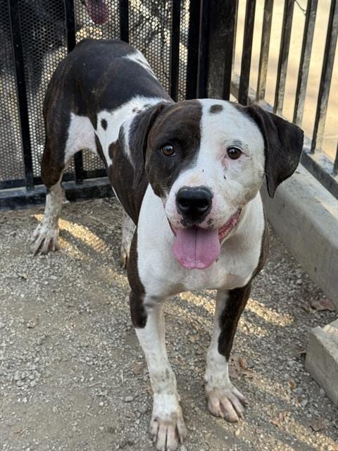 Photo of S'More, adoptable Pit Bull Terrier in Riverside, California