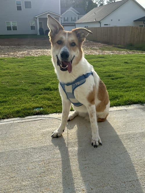 Photo of Lauren, adoptable Carolina Dog in Calhoun, Georgia