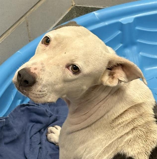 Photo of Princess, adoptable Mixed Breed