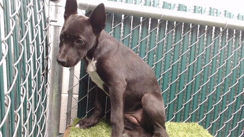 Photo of Flor, adoptable Pit Bull Terrier in Downey, California