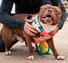 Photo of Tommy, adoptable American Pit Bull Terrier in Dallas, Texas