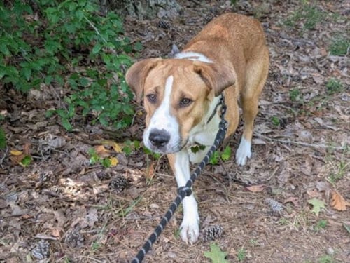 Photo of Canelo, adoptable Anatolian Shepherd in Chapel Hill, North Carolina