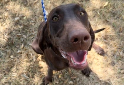 Photo of Belley, adoptable Retriever, Labrador/Pointer