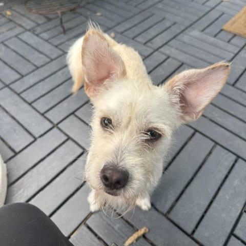 Photo of Briar #cheerfully-outgoing, adoptable Jack Russell Terrier in HOUSTON, Texas