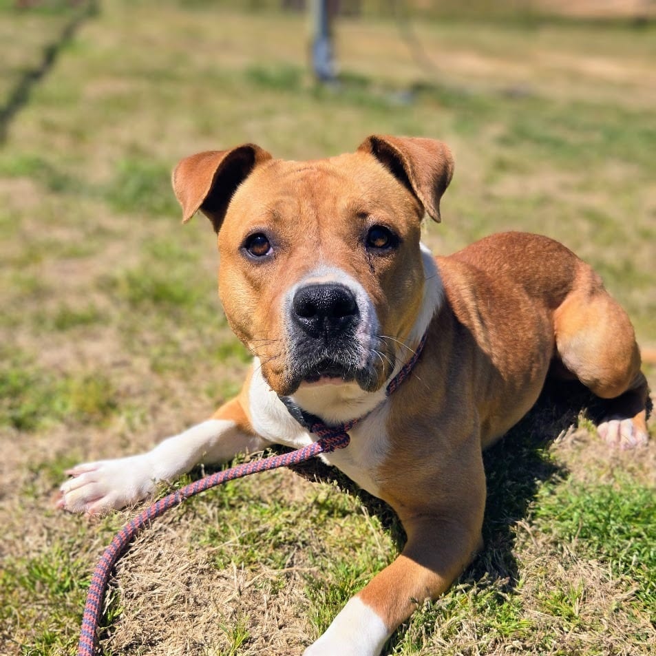 Photo of Mina, adoptable Mixed Breed in Douglasville, Georgia