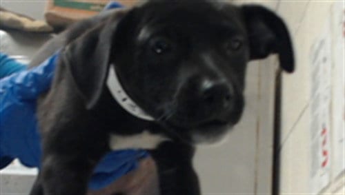 Photo of Dahlia, adoptable Labrador Retriever in Fayetteville, North Carolina
