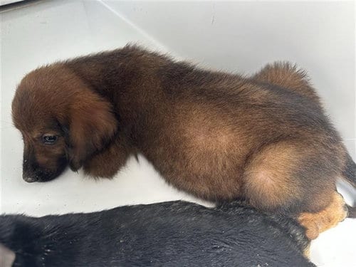 Photo of A661573, adoptable Labrador Retriever in Houston, Texas