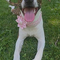 Photo of Treve, adoptable Hound (Unknown Type) in Lebanon, Connecticut