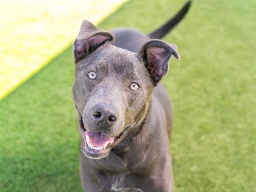Photo of Oliver, adoptable Labrador Retriever in Martinez, California