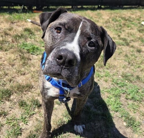 Photo of Bruno, adoptable Pit Bull Terrier in Centerville, Massachusetts