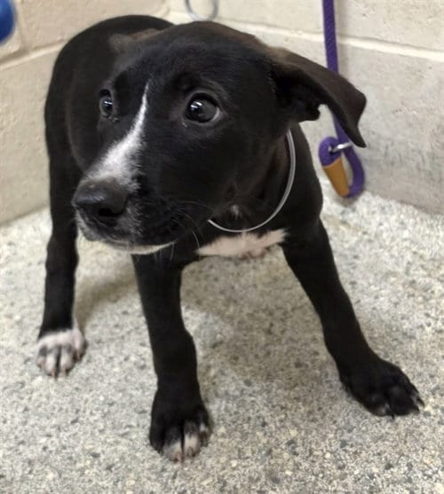 Photo of A432198, adoptable Labrador Retriever in Conroe, Texas