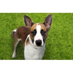 Photo of Toro, adoptable German Shepherd Dog in Ft Lauderdale, Florida