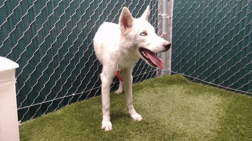 Photo of Hocus Pocus, adoptable Siberian Husky in Downey, California