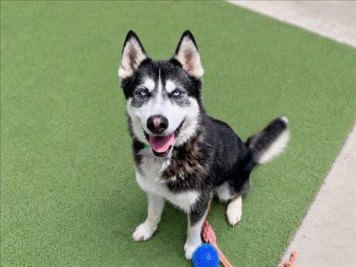 Photo of Starsky, adoptable Husky in San Pedro, California