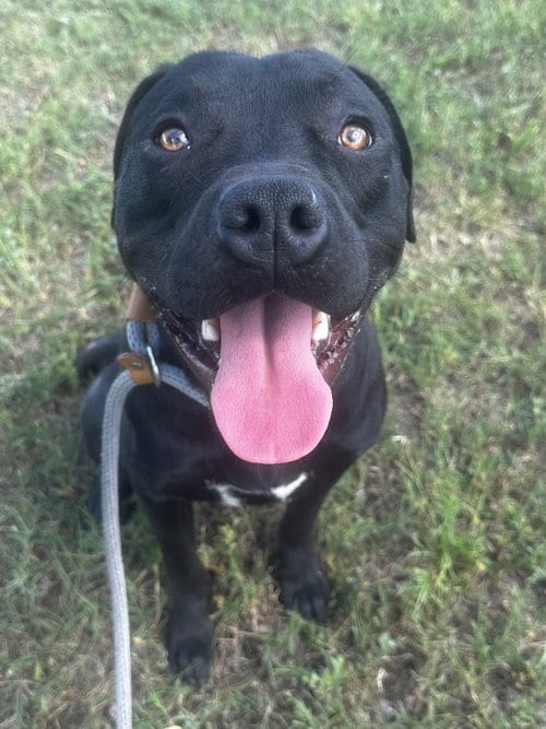 Photo of Shadow, adoptable Pit Bull Terrier in Newcastle, Oklahoma