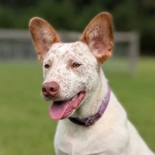 Photo of Chucky, adoptable Australian Cattle Dog/Blue Heeler in Canton, Connecticut