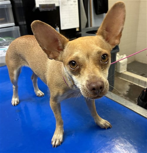 Photo of Caramel, adoptable Chihuahua in Phoenix, Arizona