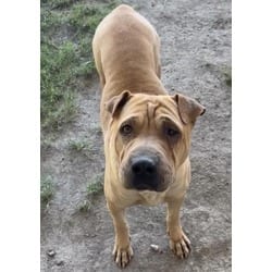Photo of Puddin, adoptable Shar Pei in Jurupa Valley, California