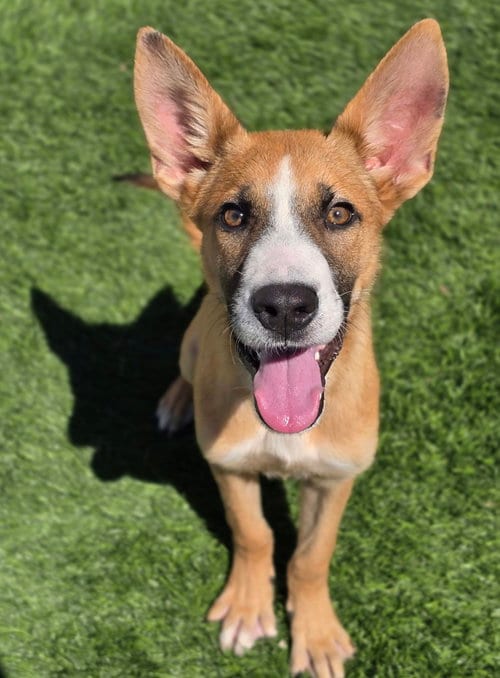 Photo of Bizzy, adoptable German Shepherd Dog in Sedalia, Colorado