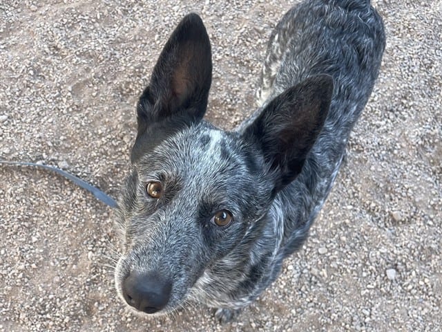 Photo of Shoebox, adoptable dog