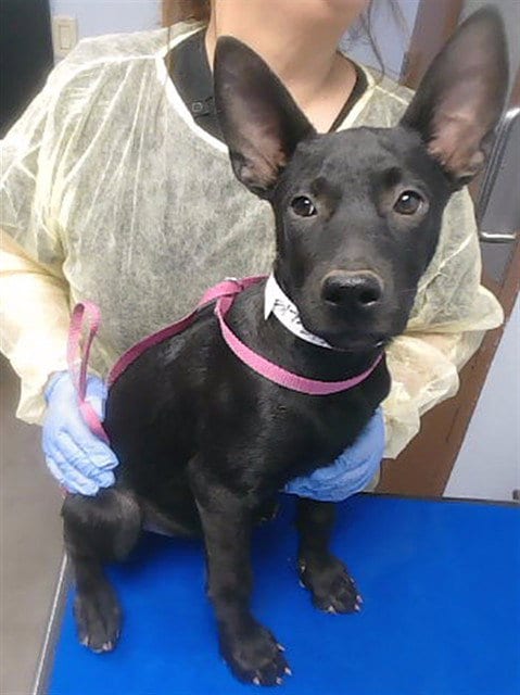 Photo of Lobsta Roll, adoptable Australian Kelpie in Phoenix, Arizona