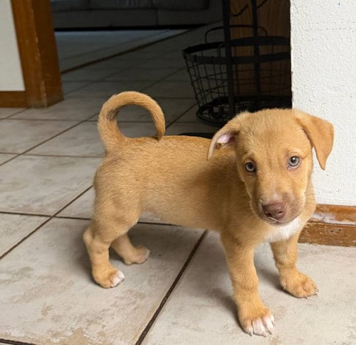 Photo of King, adoptable Unknown breed in Rancho Santa Fe, California