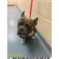 Photo of Tbone, adoptable Mixed Breed (Medium) in West Palm Beach, Florida