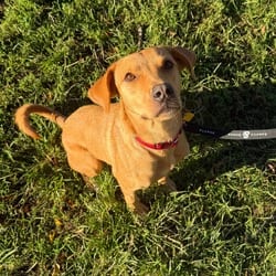 Photo of Butterfly, adoptable Golden Retriever in New York, New York