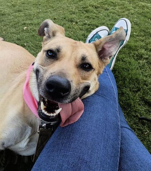 Photo of Fawn, adoptable Labrador Retriever in Las Vegas, Nevada